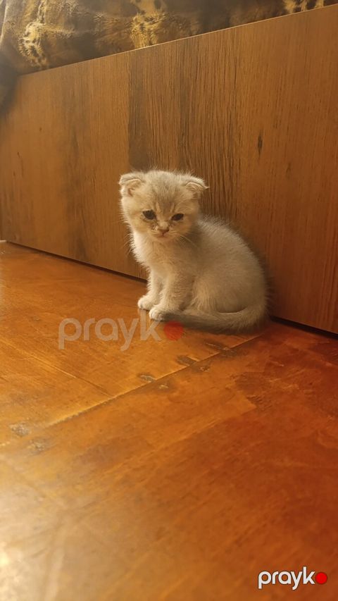 Şinşılla pişik balası — Bakı