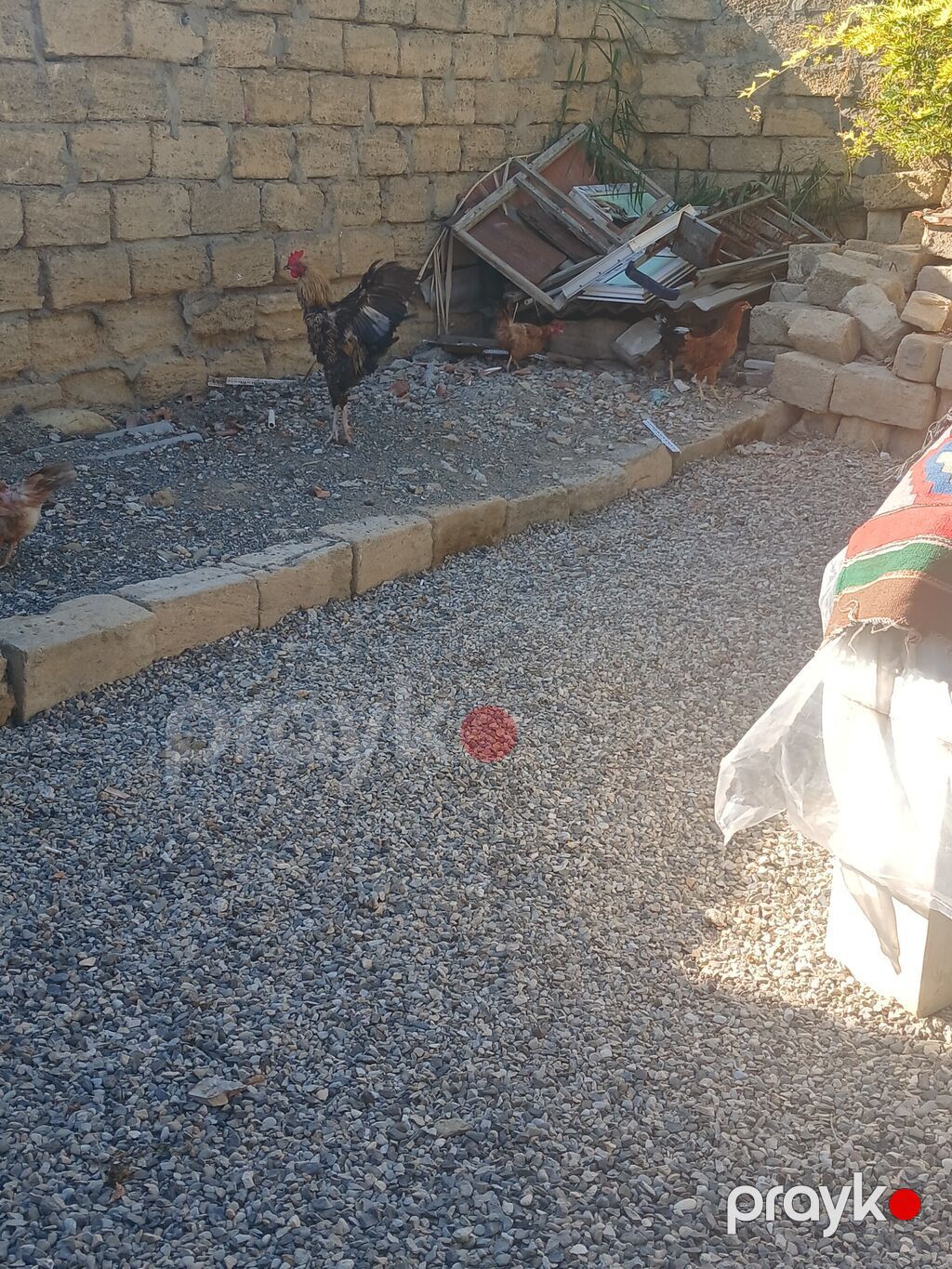 Məhsul: Xoruzlar və toyuqlar Təsvir: - Həyətdə sərbəst gəzib-otlayan — Toyuq və xoruz, Bakı (7)