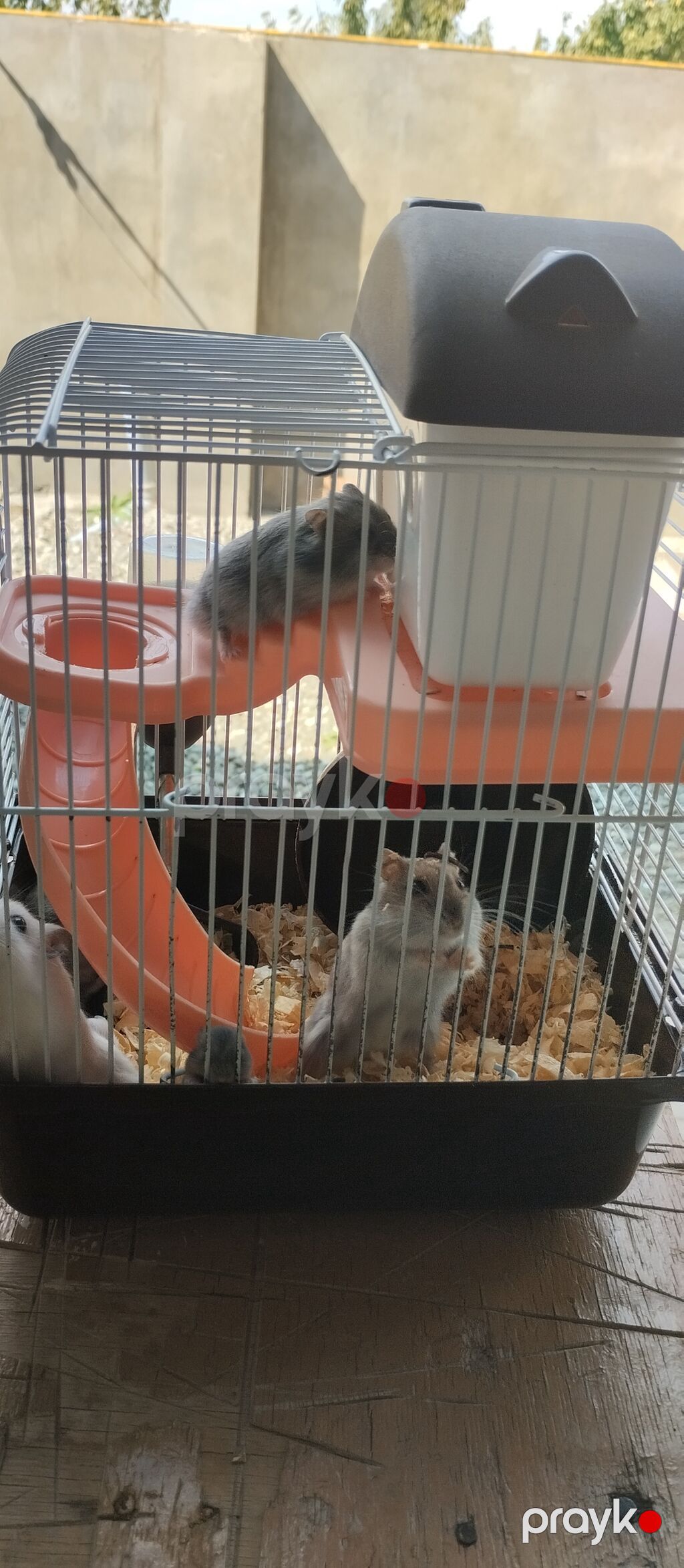 Hamster üçün çoxfunksiyalı qəfəs - Kompakt iki mərtəbəli dizayn — Qəfəslər, Quba (2)