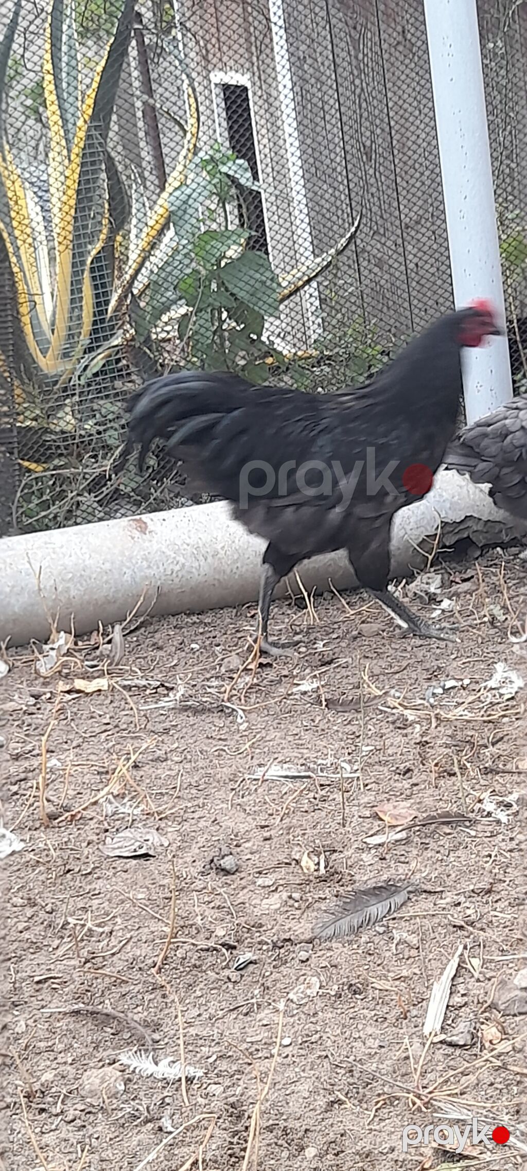 Toyuq, Damazlıq — Toyuq və xoruz, Digah (7)