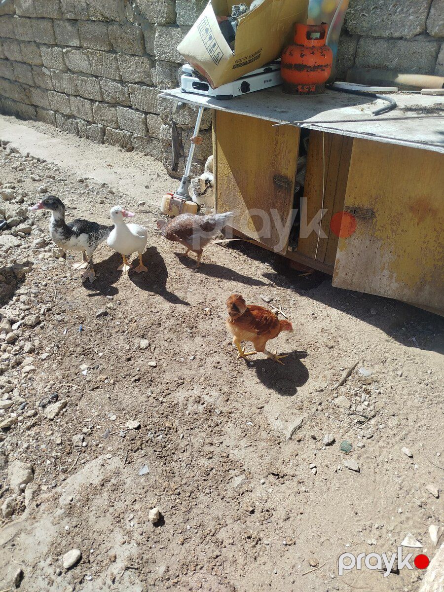 Cücələr — Quşlar, Bakı (3)