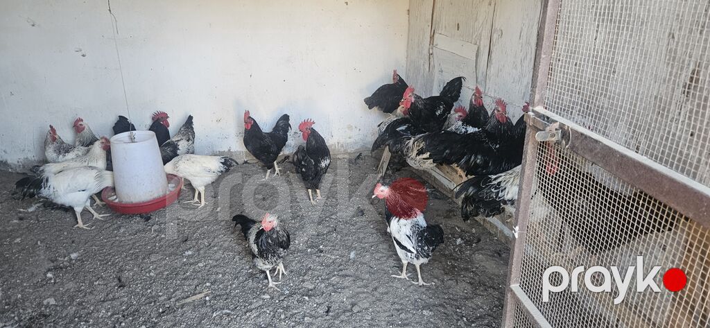 Toyuq, Damazlıq — Toyuq və xoruz, Bakı (3)