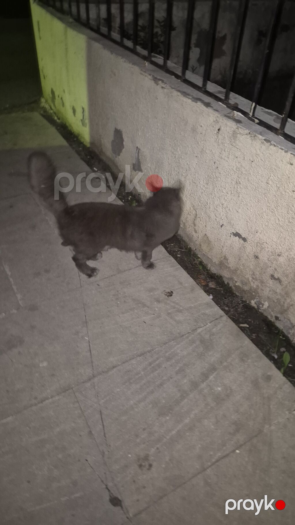 Boz tüklü pişik – uzun quyruqlu, orta ölçülü, yumşaq və sıx — Pişiklər, Bakı (3)