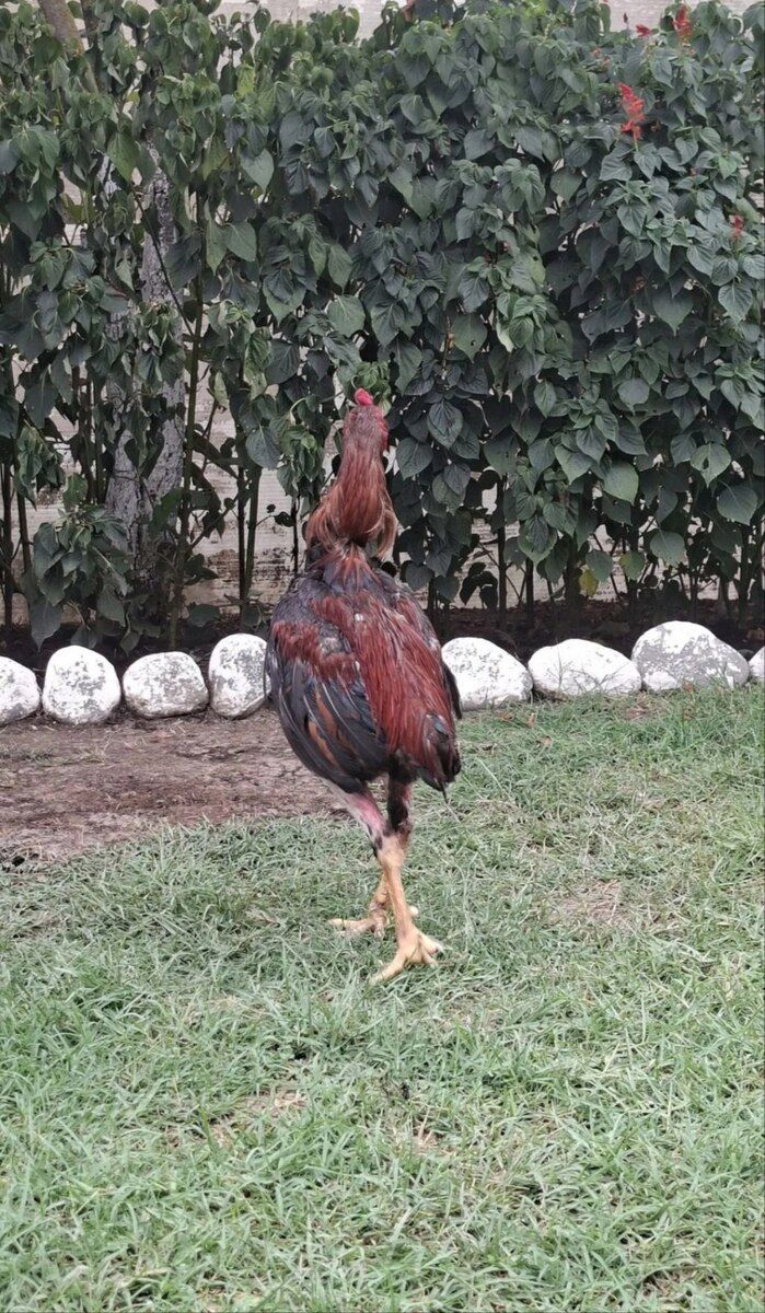 Heyratı beçə — Quşlar, Bakı (3)