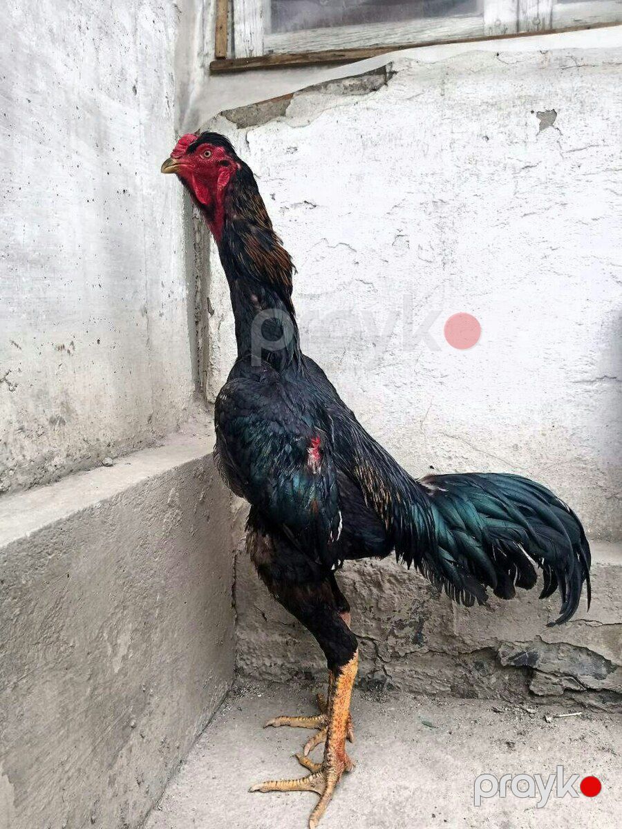 Heyratı xoruzu — Quşlar, Ağstafa (4)