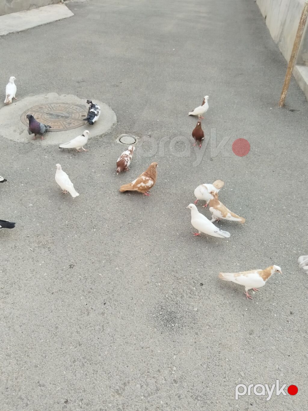 satılır 23 quş 140 manat gəncə — Göyərçin, Gəncə (6)