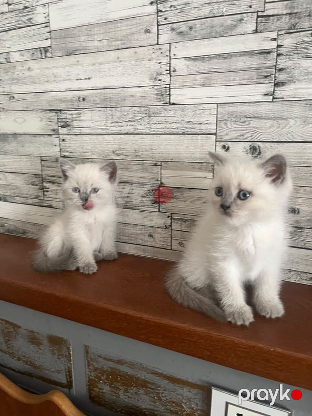 Şotland cinsli sevimli pişik balaları satılır Yeni doğulmuş, çox — Pişiklər, Bakı (3)