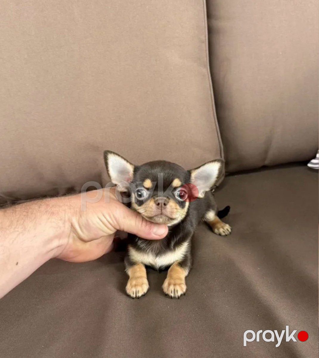 Çixuaxua — Köpəklər, Bakı (2)