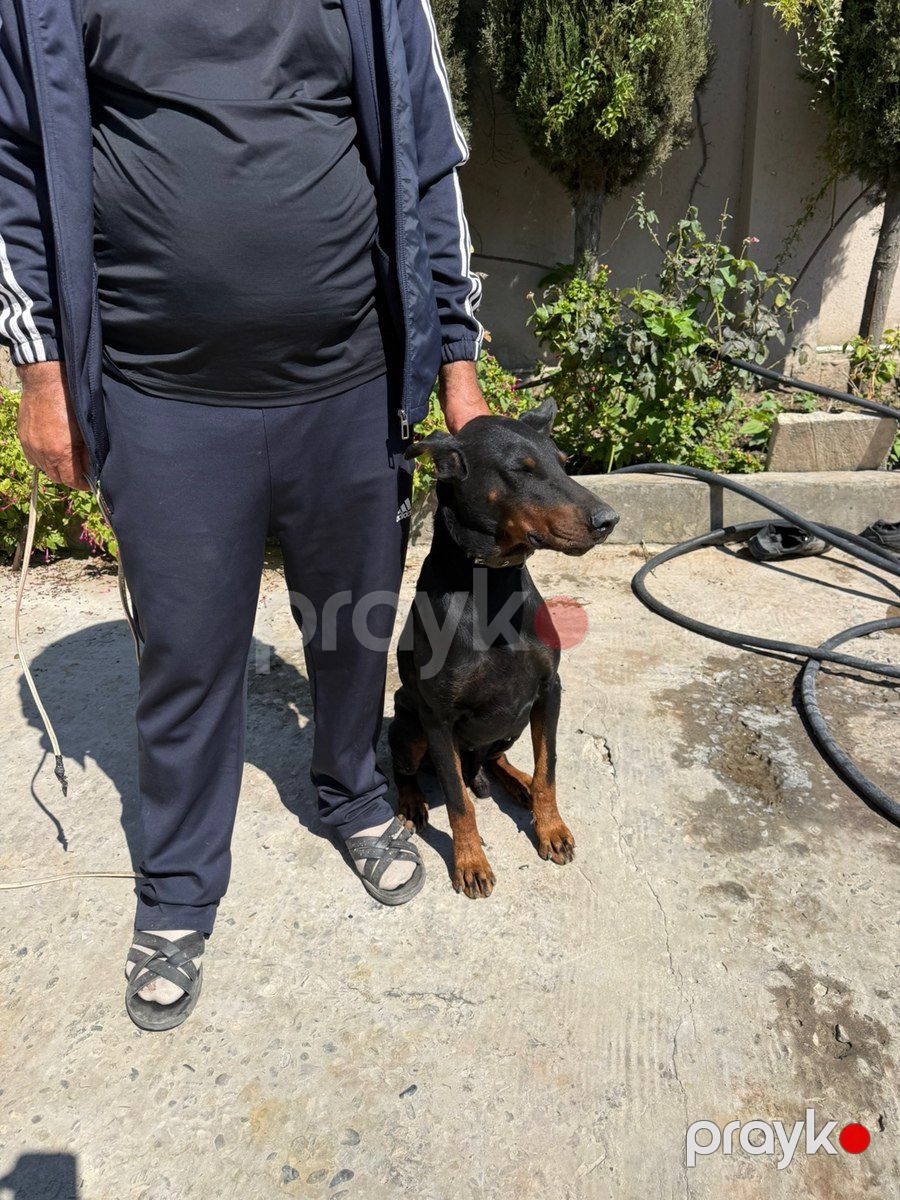 Doberman — Köpəklər, Bakı (2)