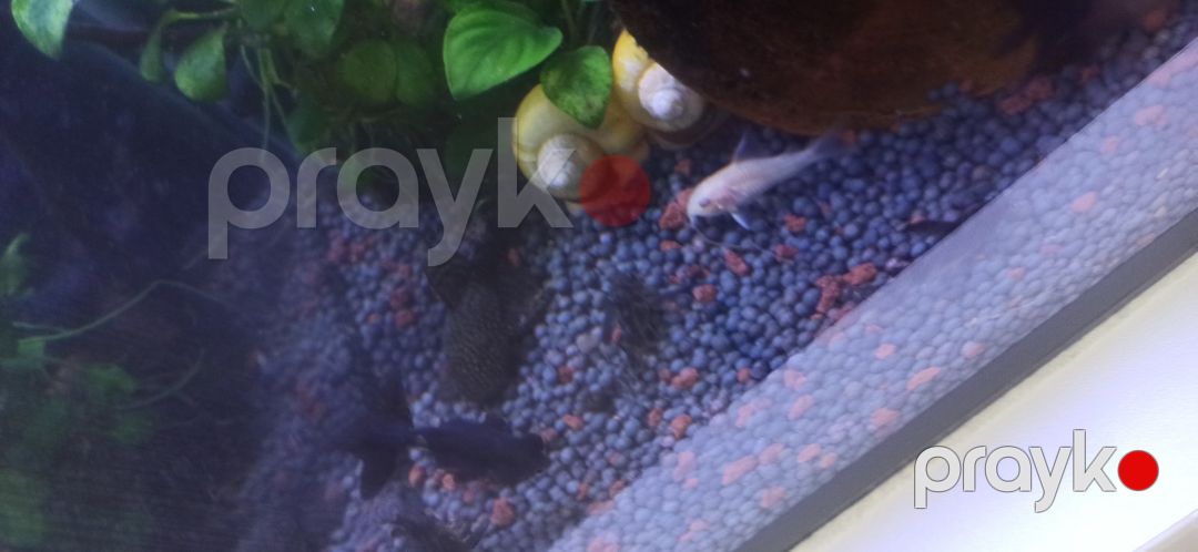 Akvarium — Akvariumlar və balıqlar, Bakı (7)