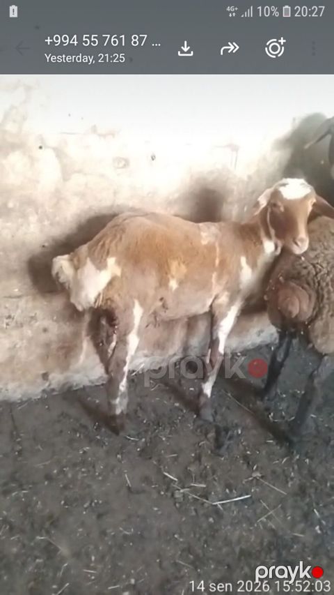 Erkek quzudur — Sumqayıt