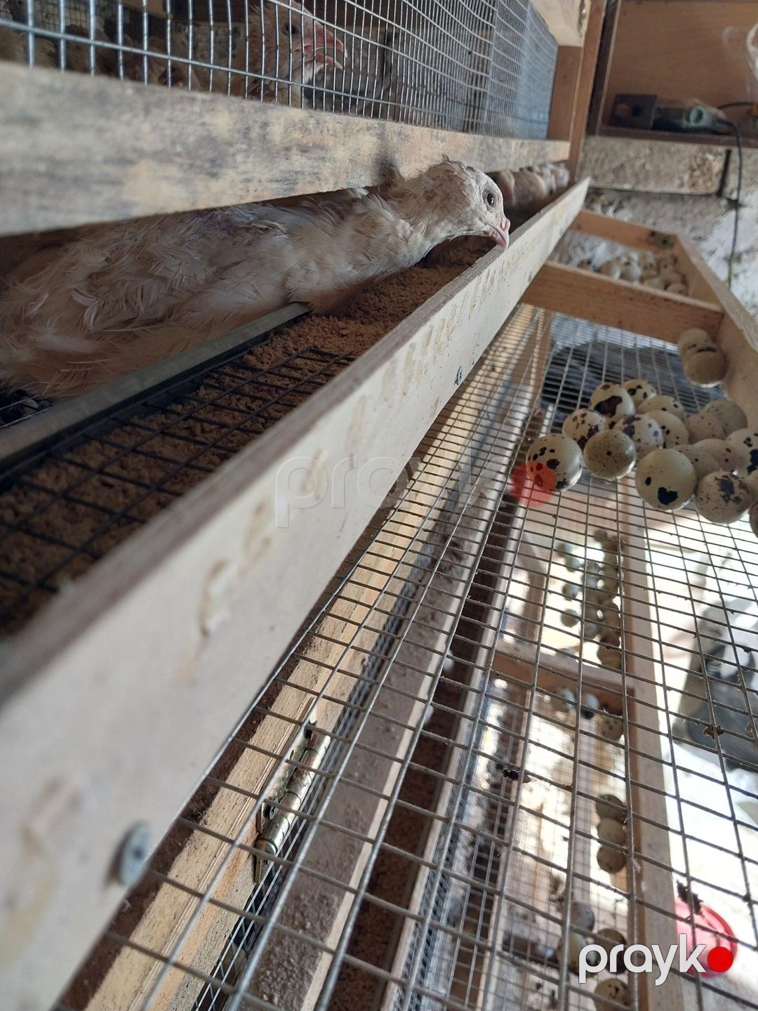 Bildirçin yumurtası — Quşlar, Bakı (2)