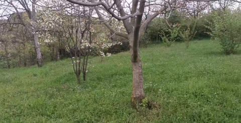 5 sot torpaq sahəsi, Quba r — Quba