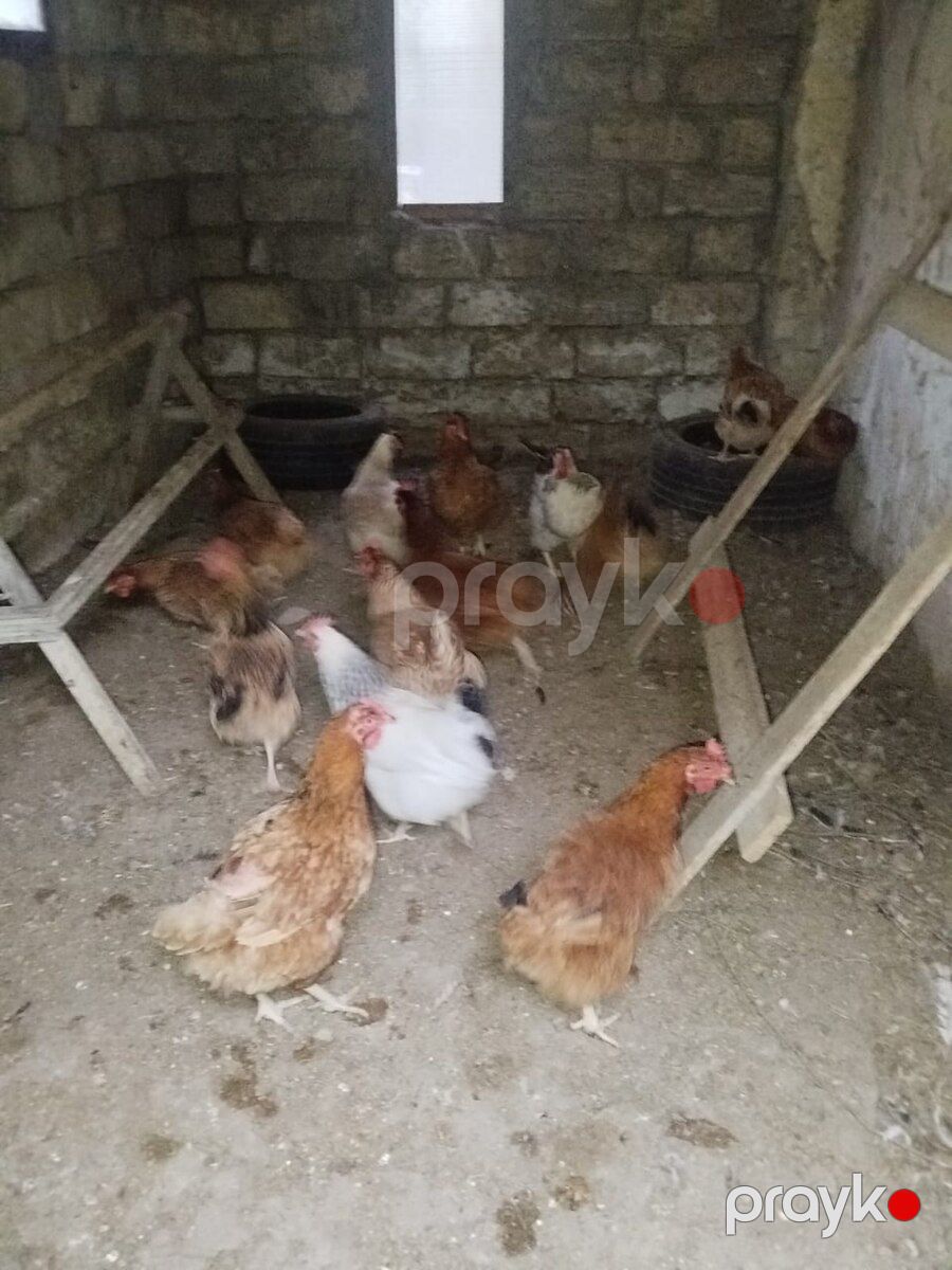 Toyuqlar — Quşlar, Bakı (2)
