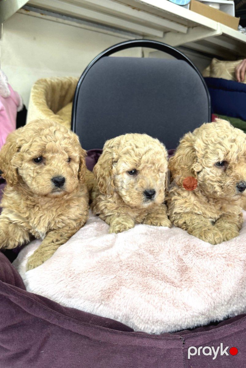Micro toy Poodle balaları — Köpəklər, Bakı (2)