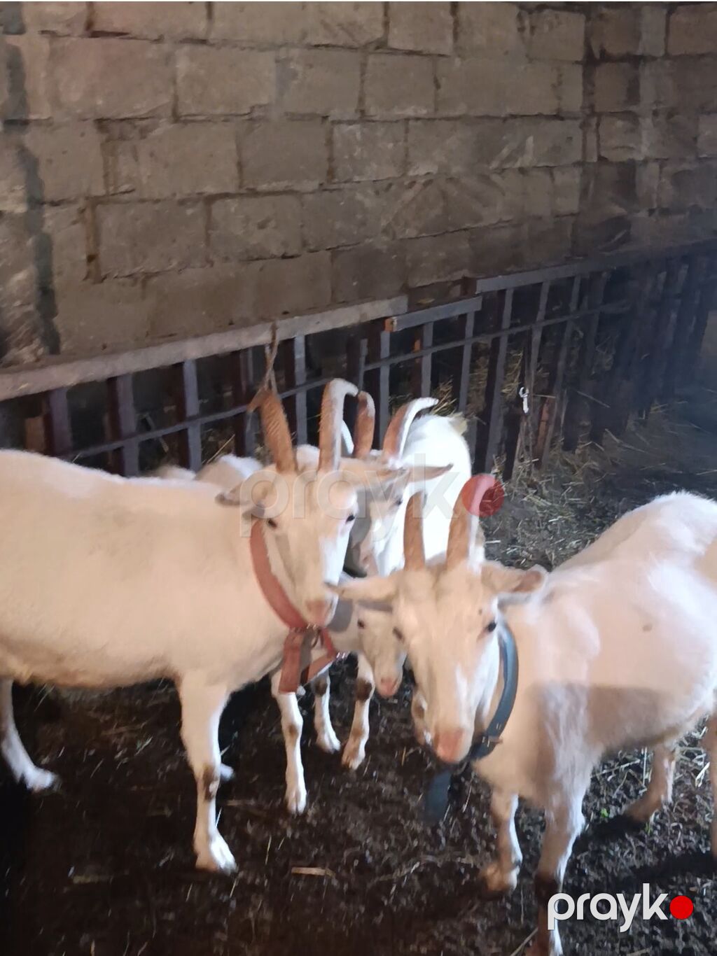 Sani cinsi 4 baş keçi satılır istəyən real alıcıya endirim olacaq — Kənd təsərrüfatı heyvanları, Xaçmaz (2)
