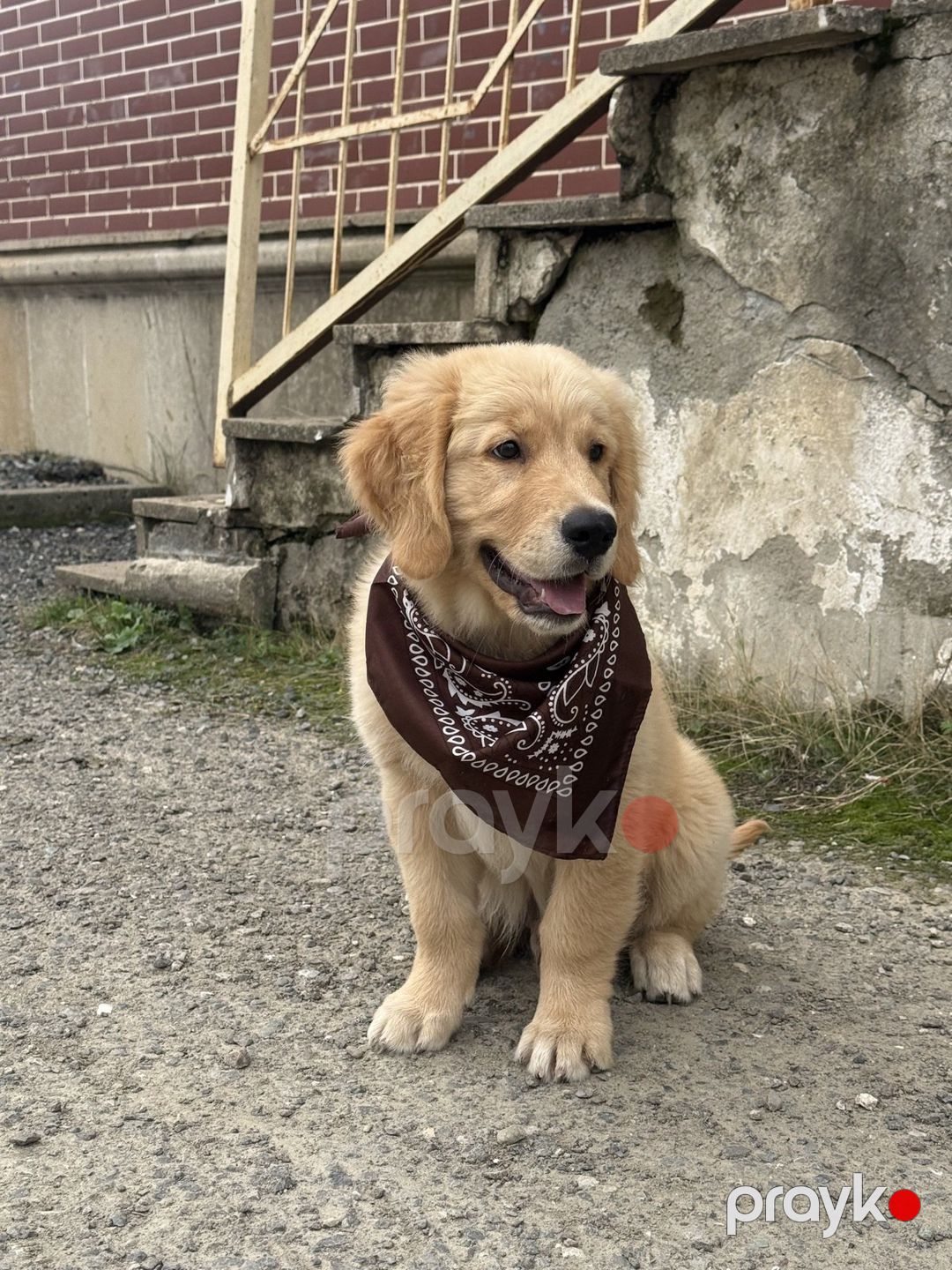 Golden Retriver balası — Köpəklər, Bakı (2)