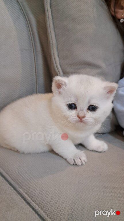Котята шиншиллы — Pişiklər, Bakı (11)