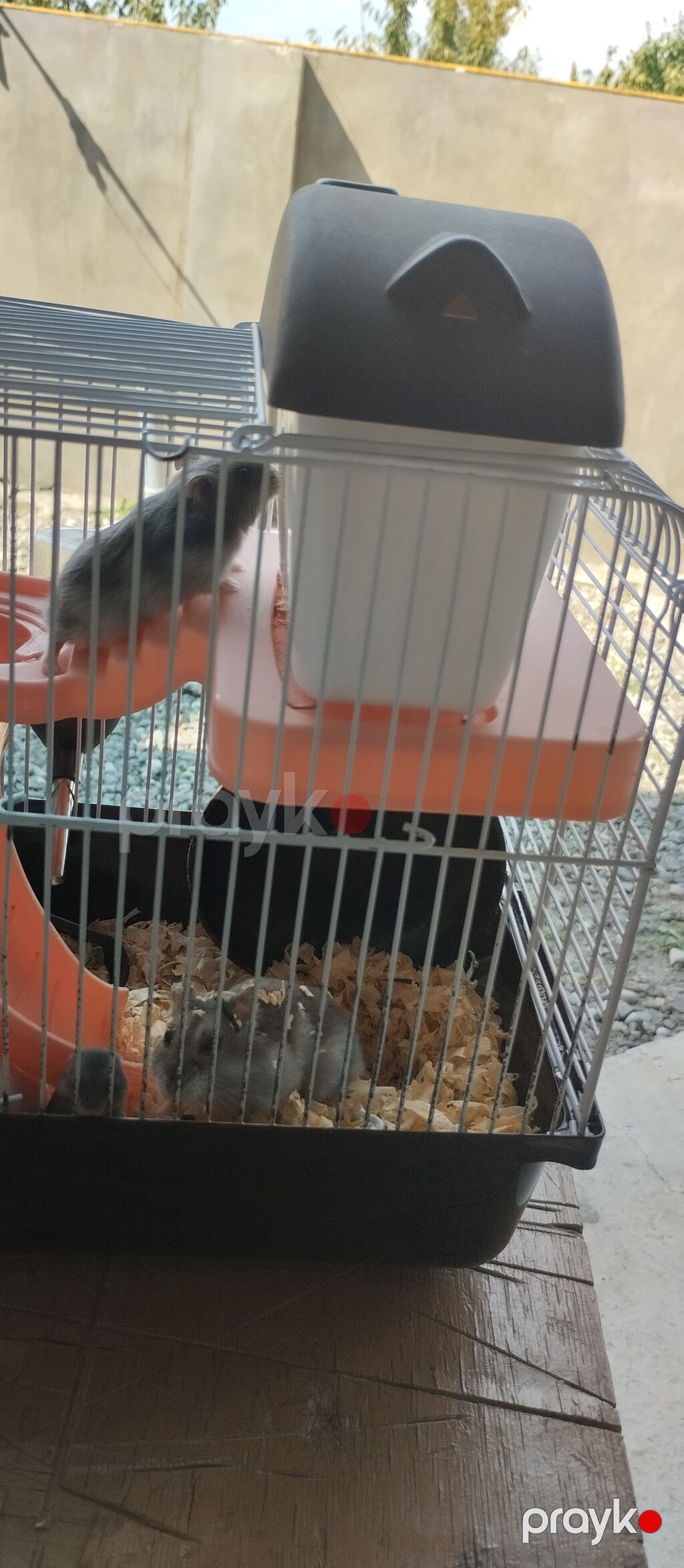 Hamster üçün çoxfunksiyalı qəfəs - Kompakt iki mərtəbəli dizayn — Qəfəslər, Quba (3)