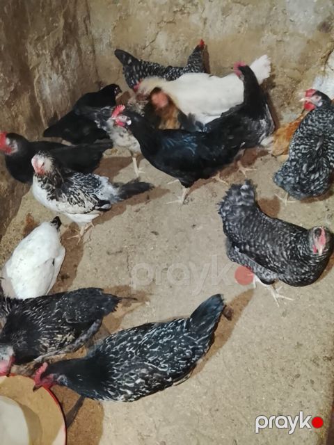 Xoruz və toyuqlar — Bakı