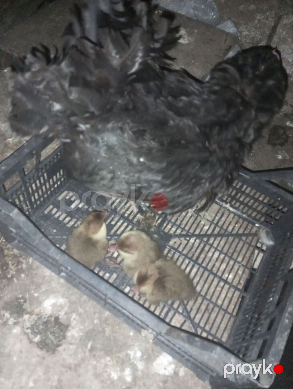 Salam. 3 ədəd krasnodar lal ördək balası toyuqla təkcə ballarda — Digərləri, Bakı (2)