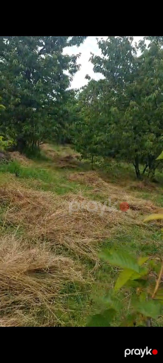 10 sot torpaq sahəsi, Birinci Nügədi kəndi — Torpaq, Quba (2)