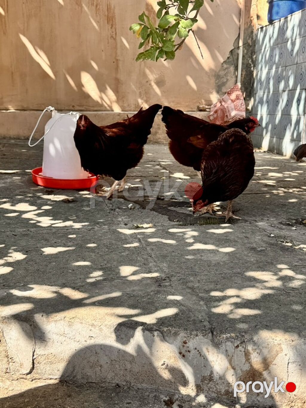 Toyuq, Yumurtalıq — Toyuq və xoruz, Bakı (4)
