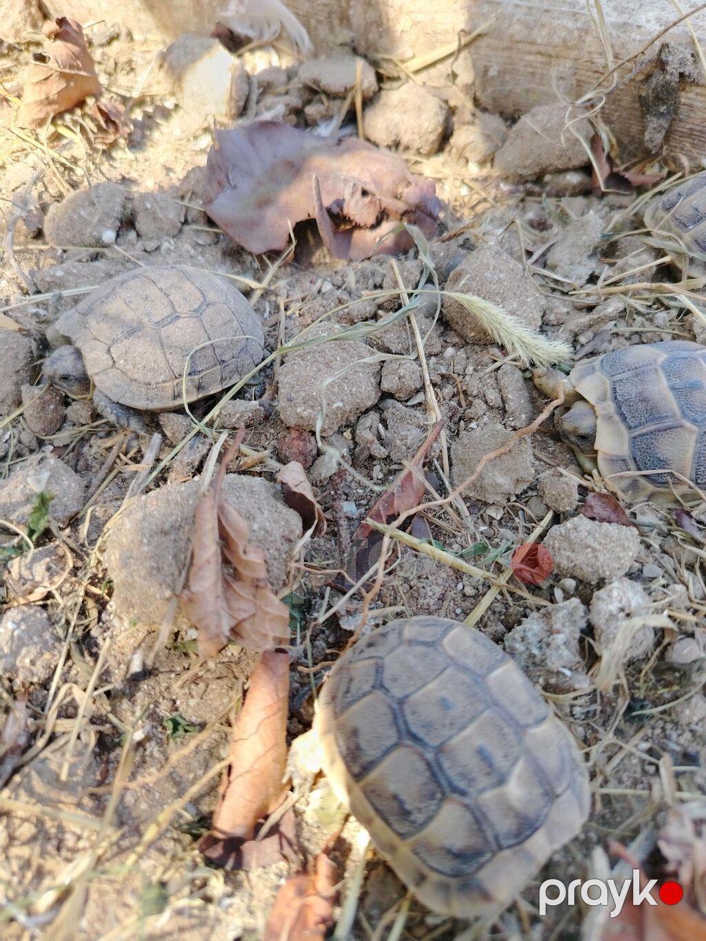 Quru tisbagasinin Balaları Satılır. Qiymət 1 ədədine aitdi — Akvariumlar və balıqlar, Digah (3)