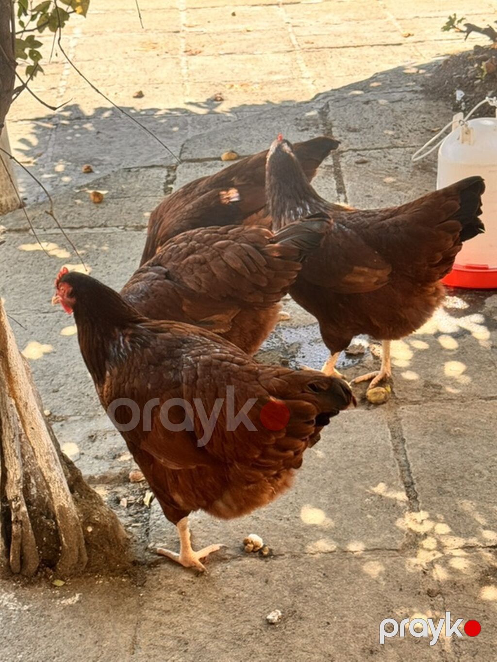 Toyuq, Yumurtalıq — Toyuq və xoruz, Bakı (6)