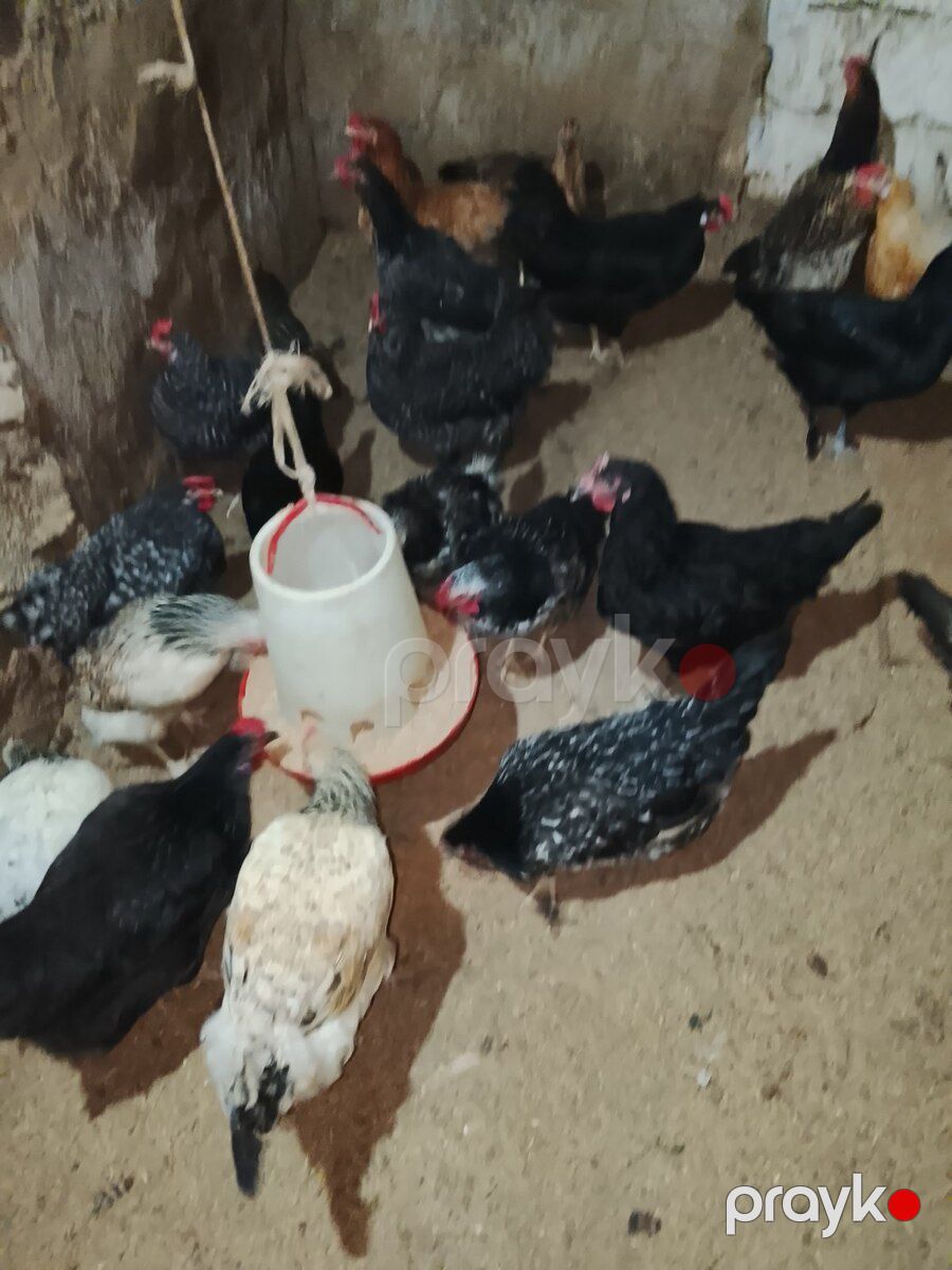 Xoruz və toyuqlar — Quşlar, Bakı (9)