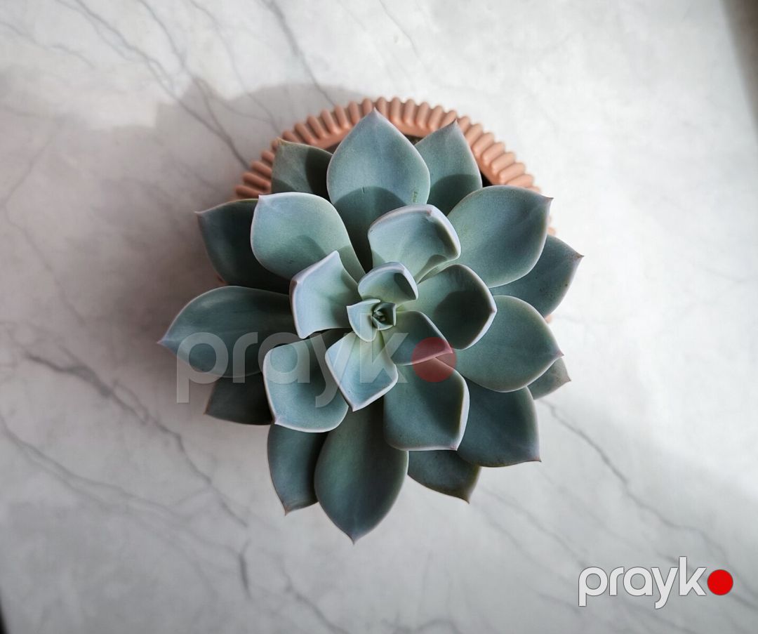 Echeveria — Bitkilər, Bakı (2)