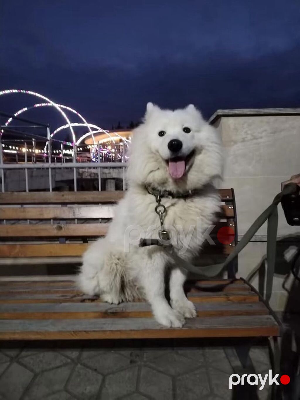 Samoyed, 4 il, Dişi — Köpəklər, Bakı (5)