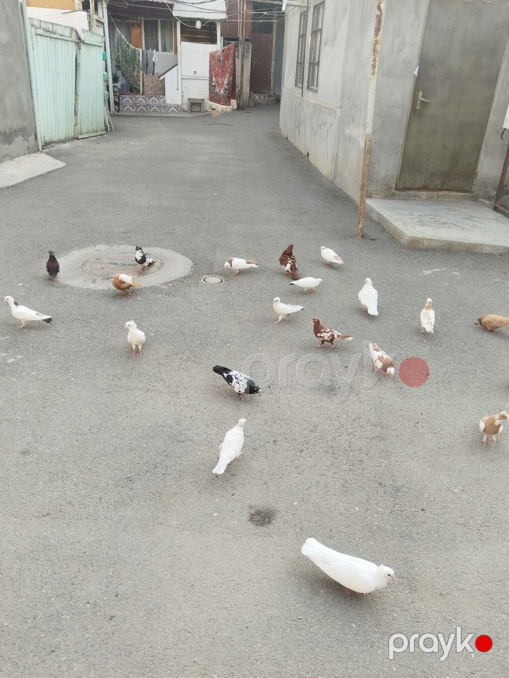 satılır 23 quş 140 manat gəncə — Göyərçin, Gəncə (9)