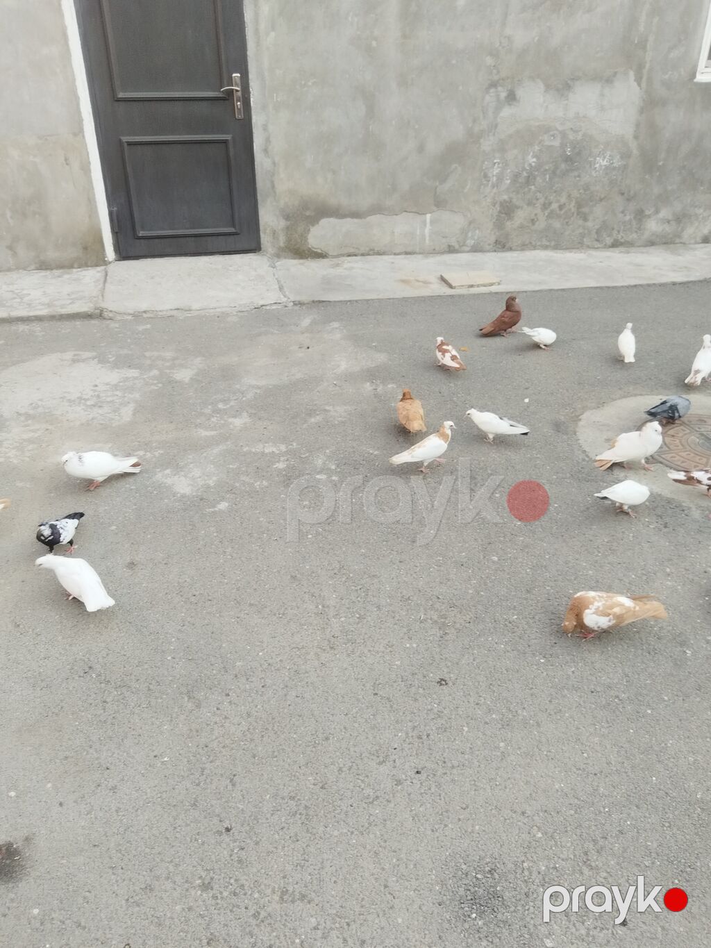 satılır 23 quş 140 manat gəncə — Göyərçin, Gəncə (3)