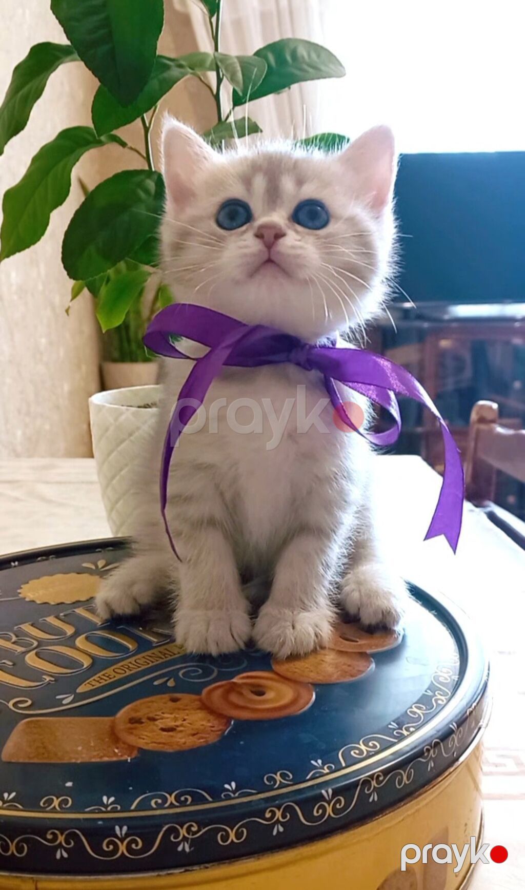 Tabbi, Dişi, Yaxşı əllərə, Ünvandan götürmə — Pişiklər, Bakı (2)