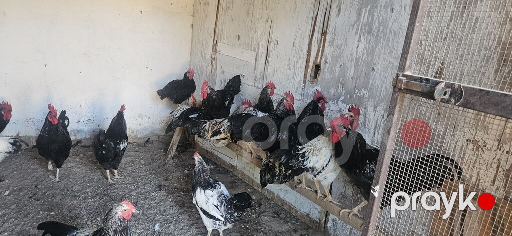 Toyuq, Damazlıq — Toyuq və xoruz, Bakı (2)