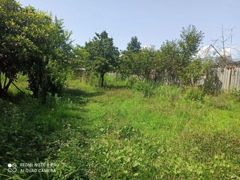 Meyvə ağacları olan yaşıl bağ sahəsi. Hündür hasarla əhatələnmiş — Zaqatala