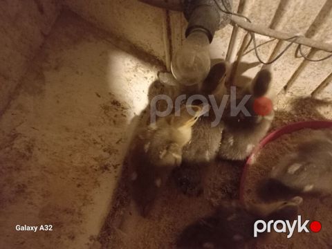 Mövcud məhsul: ördək balaları (qazıcı/peykin deyil) - Cins: ehtimalən — Saray