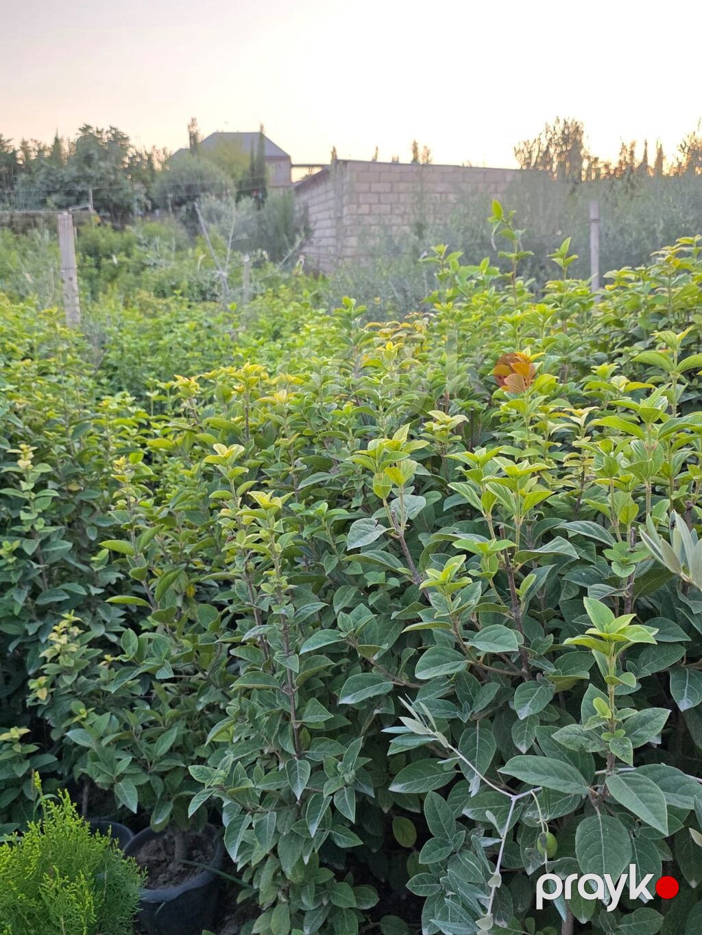 Kalina gülləri 1 manatdan başalyan qiymətlərlə — Bitkilər, Digah (4)