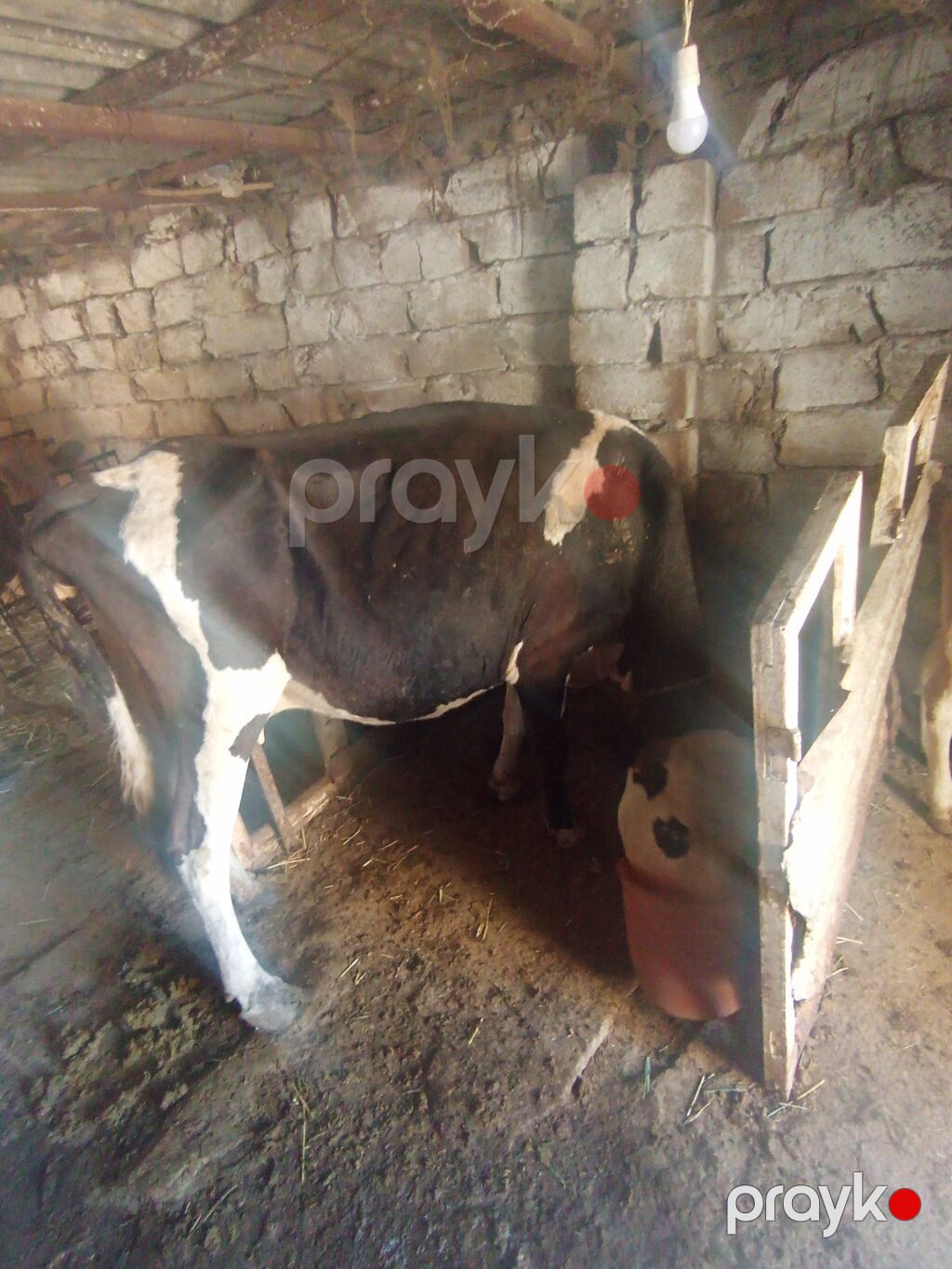 Erkək, Simental, il: 6, 2000 kq, Damazlıq, Südlük — Kənd təsərrüfatı heyvanları, Xırdalan (4)