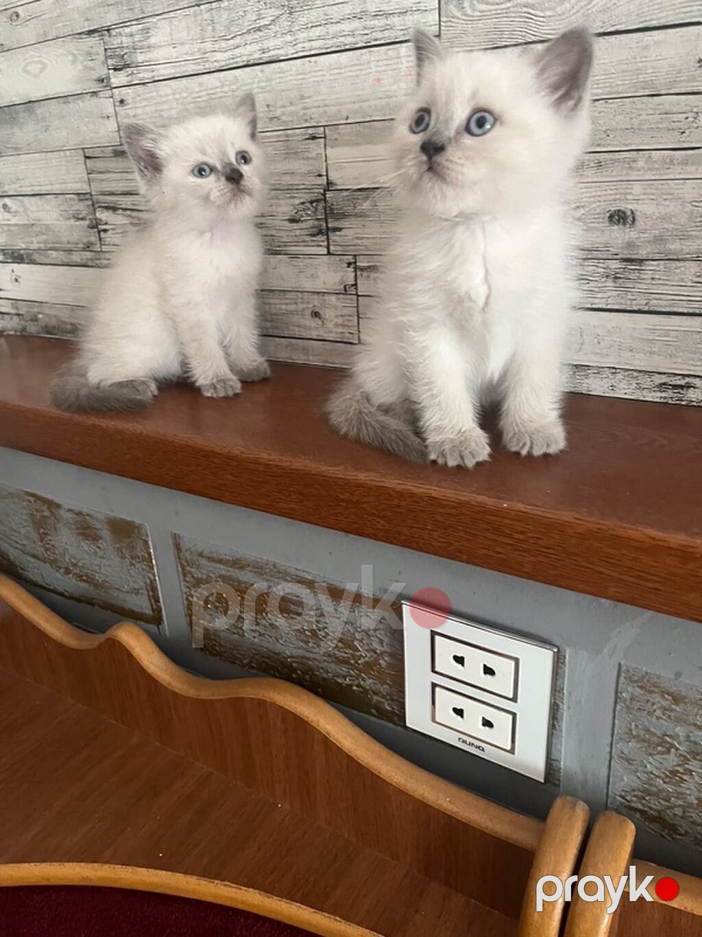 Şotland cinsli sevimli pişik balaları satılır Yeni doğulmuş, çox — Pişiklər, Bakı (6)
