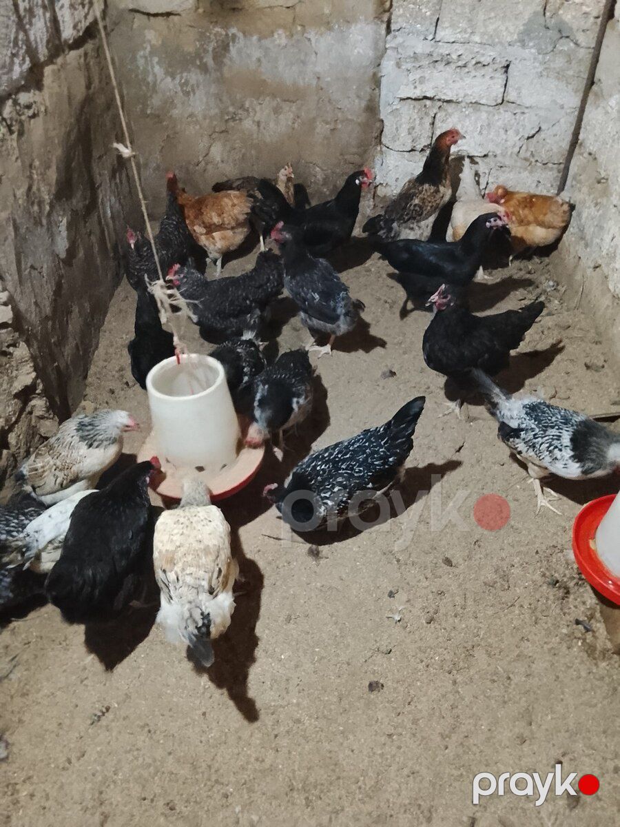 Xoruz və toyuqlar — Quşlar, Bakı (8)