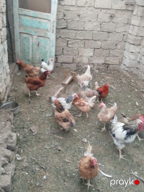 Toyuqlar — Bakı