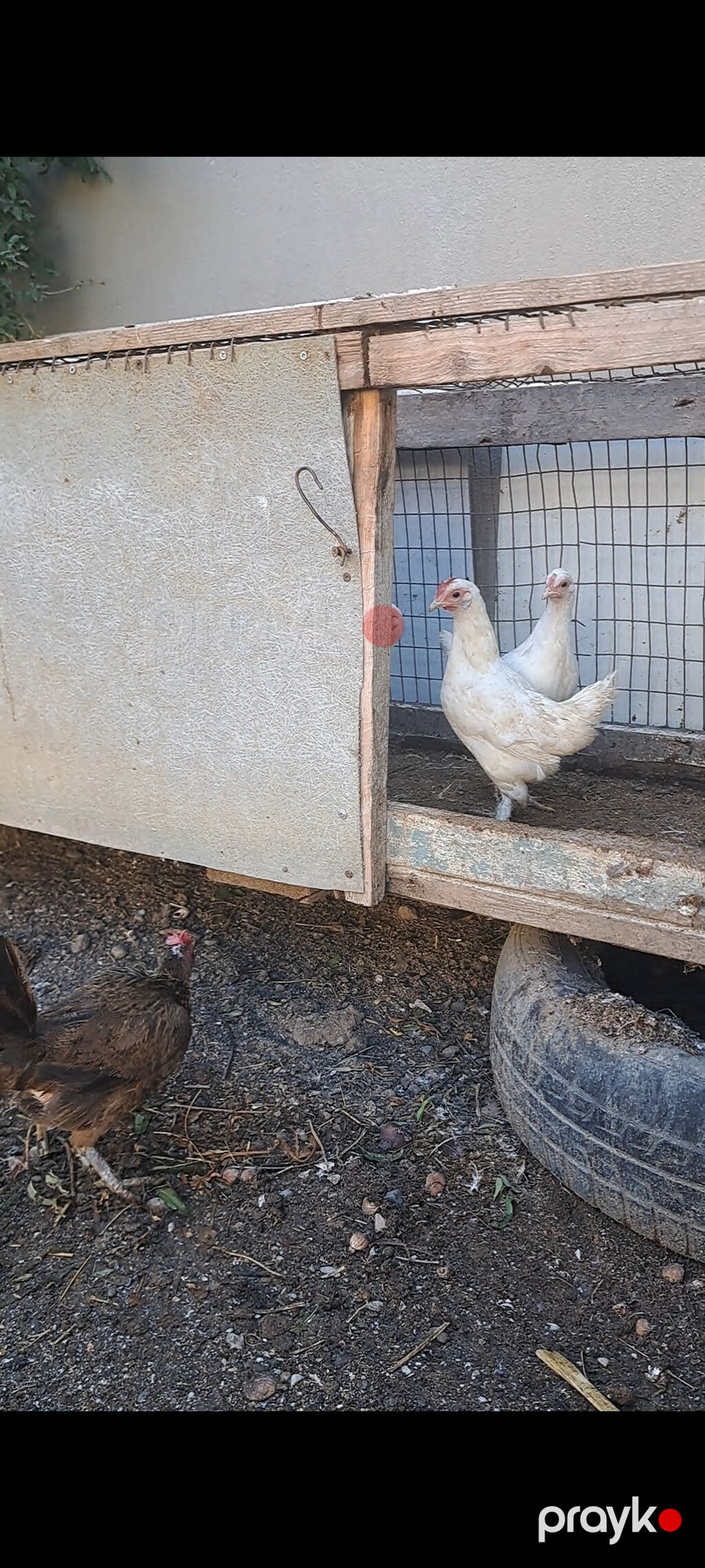 Toyuq, Yumurtalıq — Toyuq və xoruz, Saray (3)