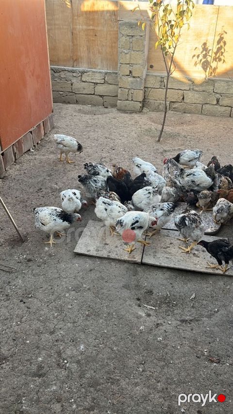 Salam çolpalar satılır buyrub zəng ede bilersiz — Masazır