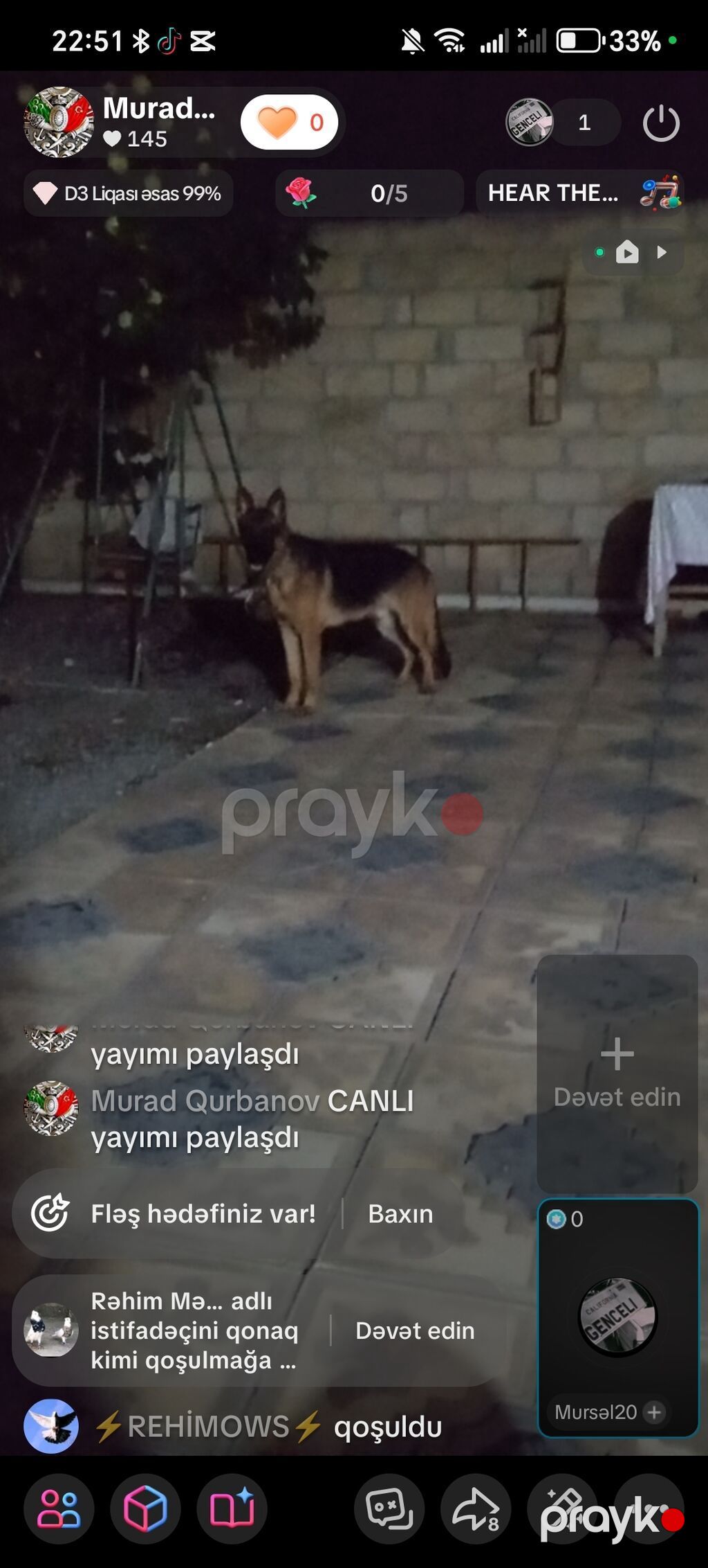 Alman çoban iti — Köpəklər, Samux (4)