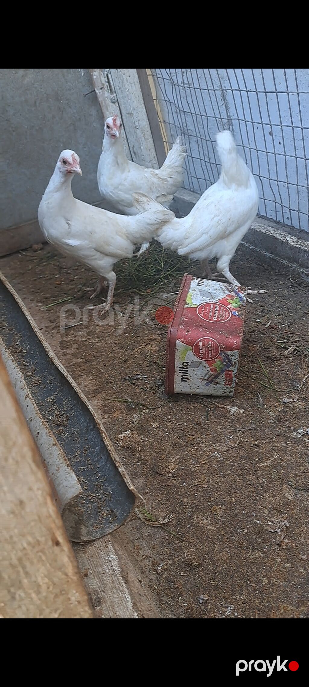 Toyuq, Yumurtalıq — Toyuq və xoruz, Saray (2)