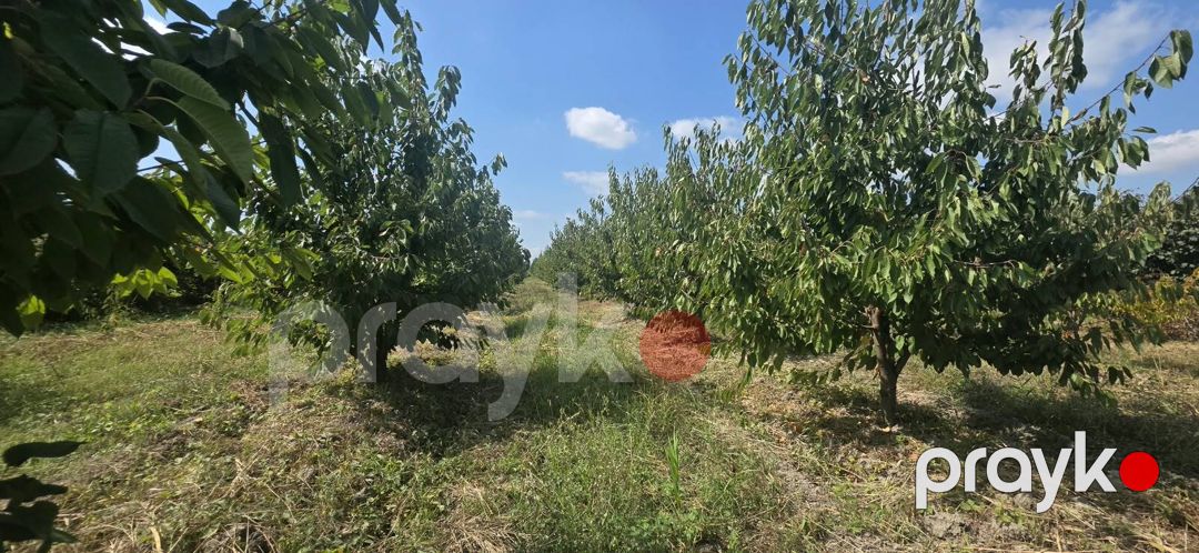 Satılır torpaq 300 sot — Torpaq, Xaçmaz (7)