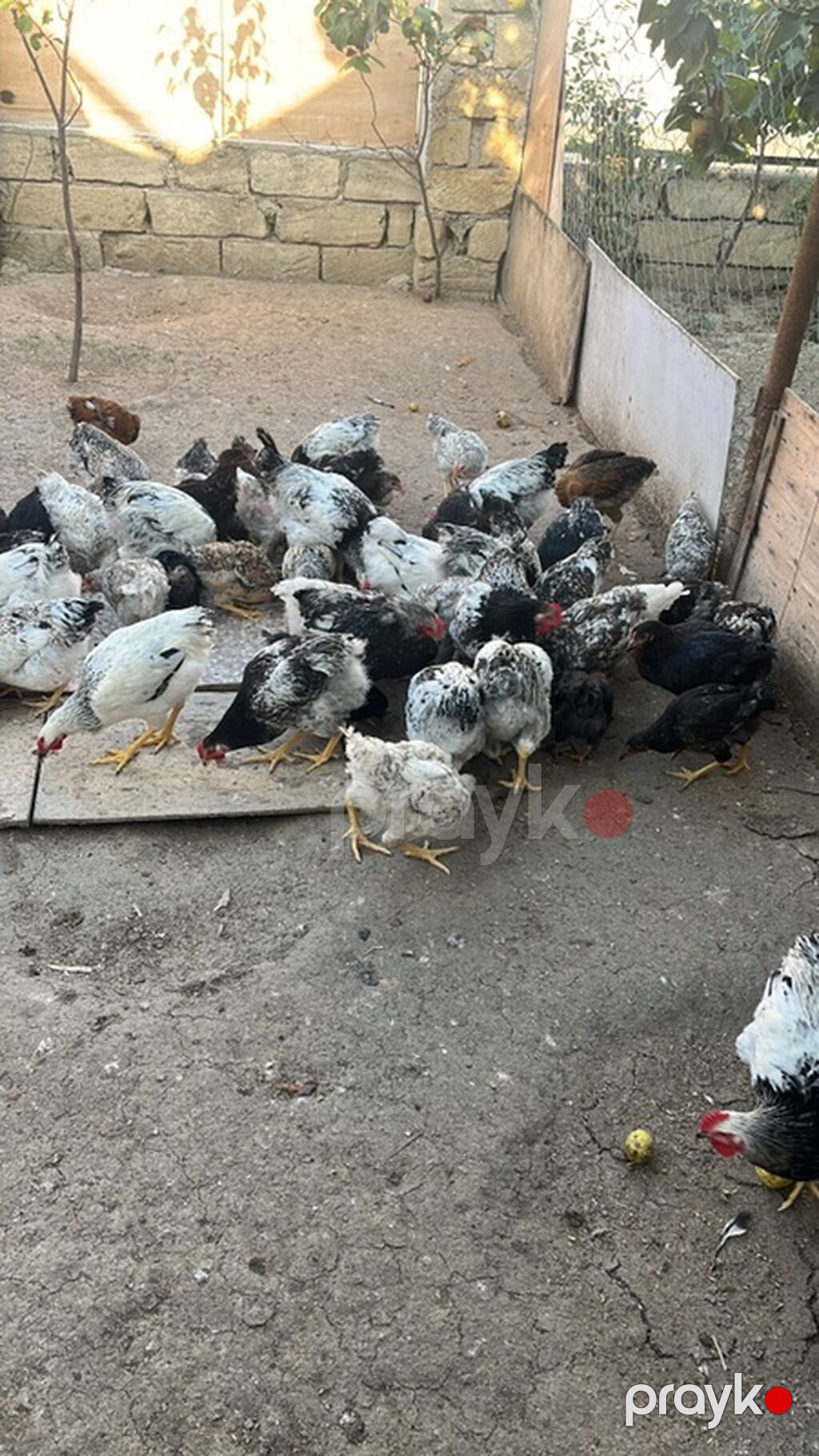 Salam çolpalar satılır buyrub zəng ede bilersiz — Toyuq və xoruz, Masazır (2)