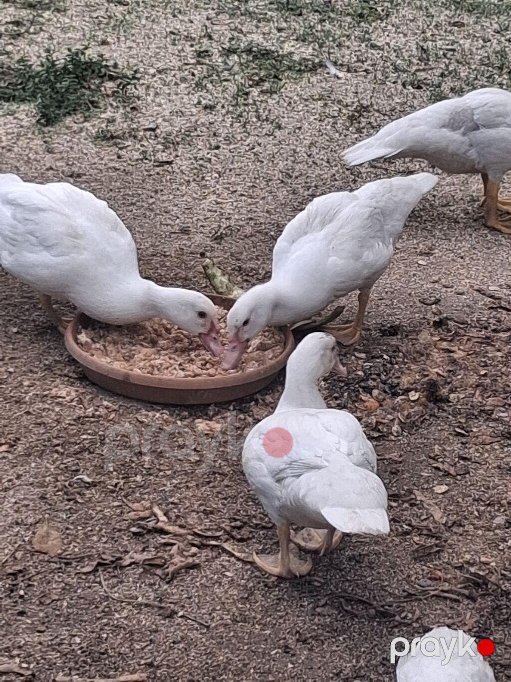 Muscovy ördəkləri – juvenil sürü - Cins: Muscovy (indoutka), ağ və — Digərləri, Digah (2)
